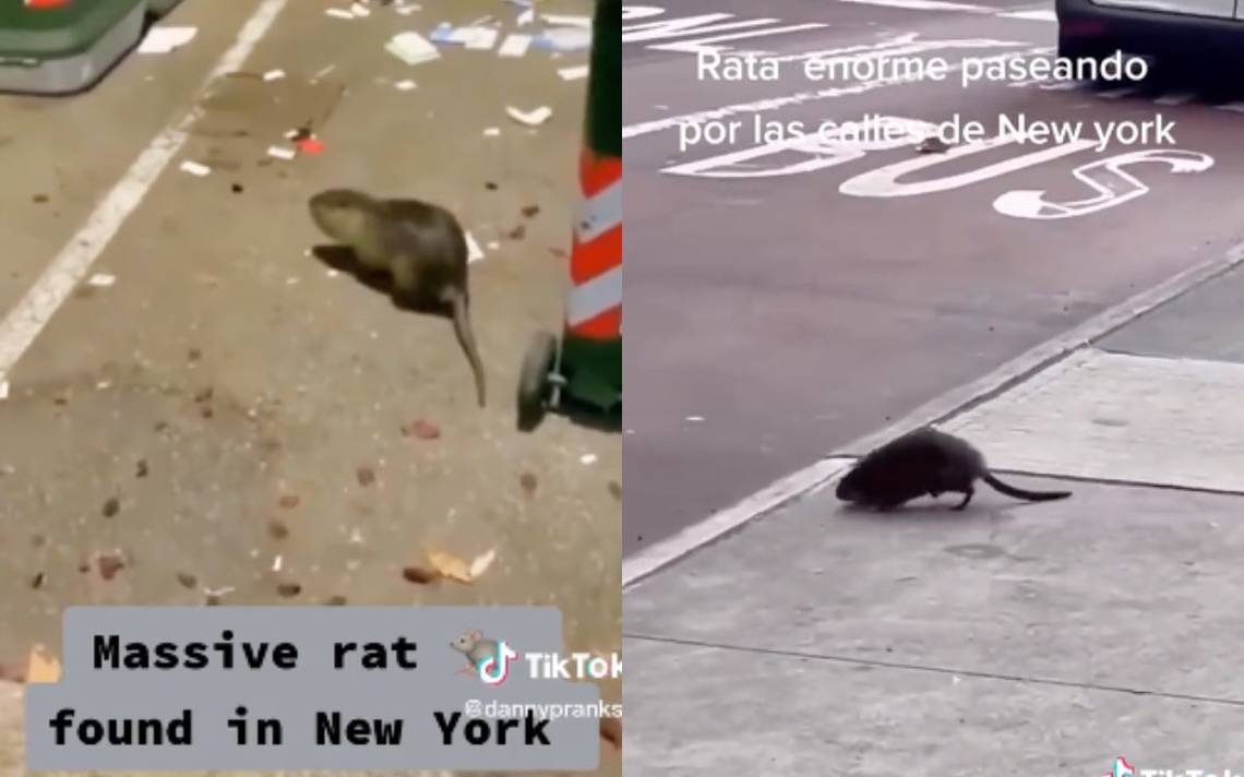 ratas-gigantes-invaden-ny-la-gran-manzana-emprende-una-guerra-para